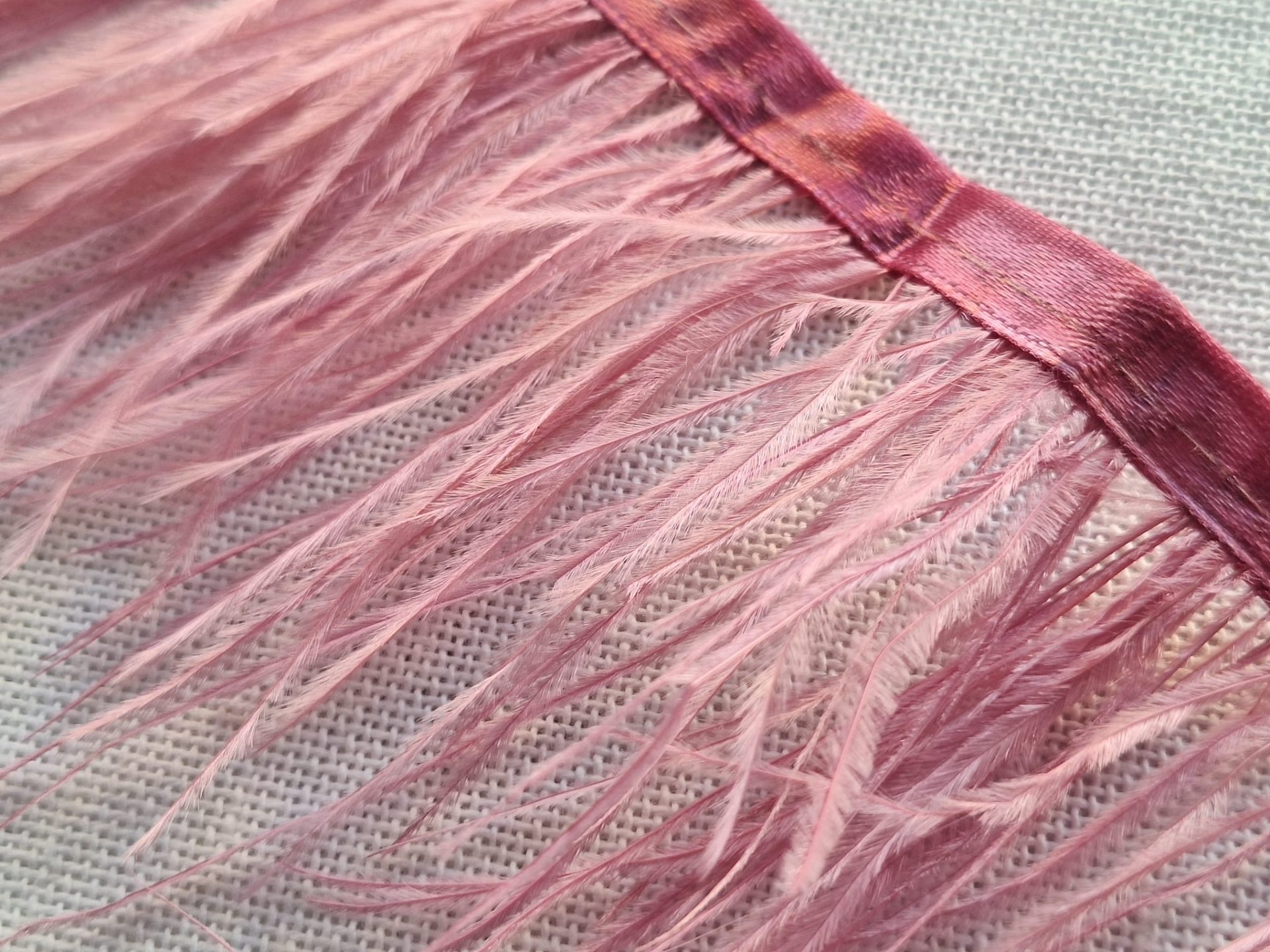 1ba008f7 d766 434c 9c8d d34ff0c76b03 Plumas Avestruz Ostrich - Imagen 21